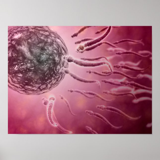 Poster Vue Microscopique De La Nage De Sperme Vers L'Oeuf (Devant)