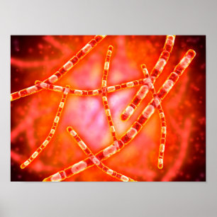 Poster Vue Microscopique De L'Anthrax 1