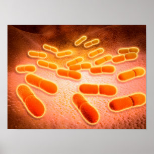 Poster Vue Microscopique De Listeria Monocytogenes 1