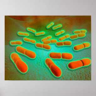 Poster Vue Microscopique De Listeria Monocytogenes 3