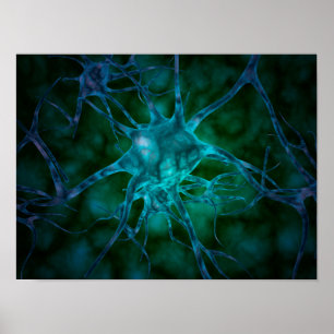 Poster Vue Microscopique De Plusieurs Cellules Nerveuses 