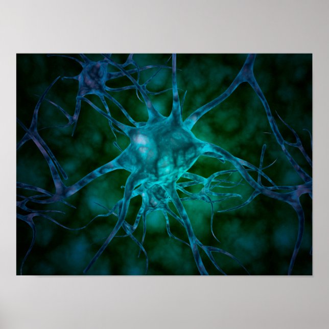 Poster Vue Microscopique De Plusieurs Cellules Nerveuses  (Devant)