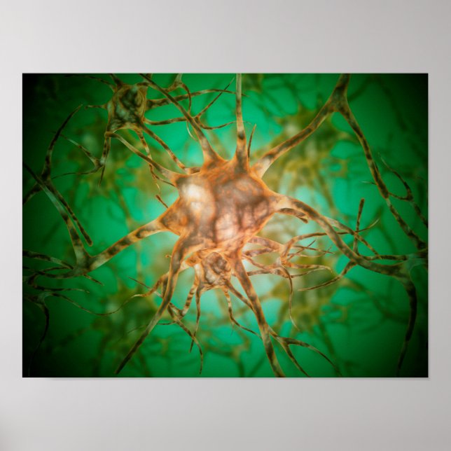 Poster Vue Microscopique De Plusieurs Cellules Nerveuses  (Devant)
