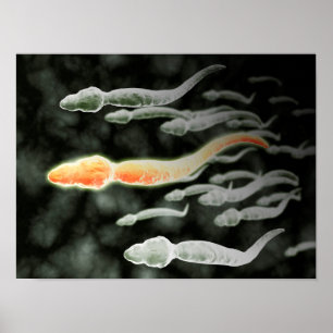 Poster Vue Microscopique De Sperm Voyageant