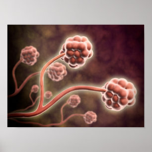 Poster Vue Microscopique De Stachybotrys Chartarum