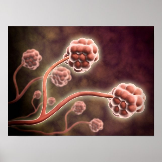 Poster Vue Microscopique De Stachybotrys Chartarum (Devant)