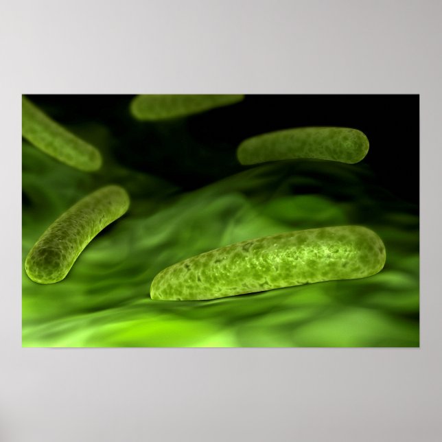 Poster Vue Microscopique Des Bactéries 1 (Devant)