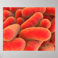 Vue Microscopique Des Bactéries 4