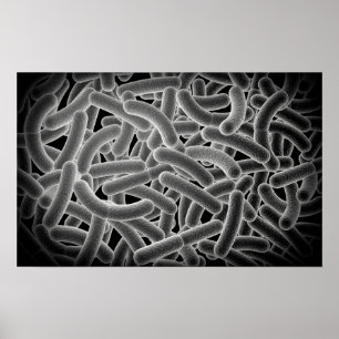 Poster Vue Microscopique Des Bactéries Bactériennes