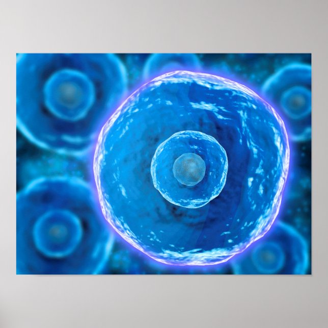 Poster Vue Microscopique Des Cellules B Humaines 1 (Devant)