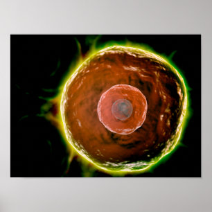 Poster Vue Microscopique Des Cellules B Humaines 2