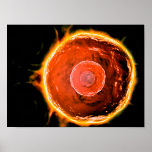 Poster Vue Microscopique Des Cellules B Humaines 3