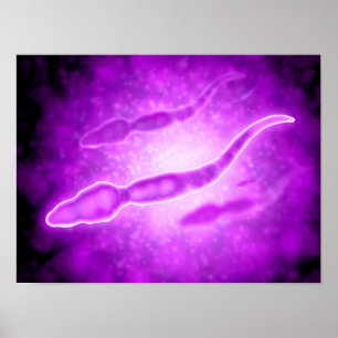 Poster Vue Microscopique Des Cellules Sperm Masculines