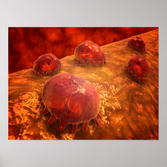 Poster Vue Microscopique Des Macrophages Phagocytiques 1 (Devant)