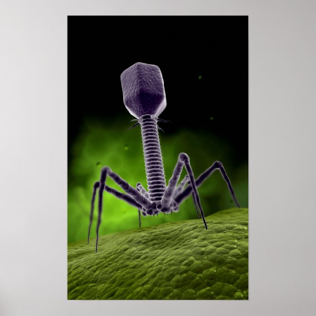 Poster Vue Microscopique Du Bactériophage (Devant)