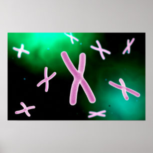 Poster Vue Microscopique Du Chromosome 2