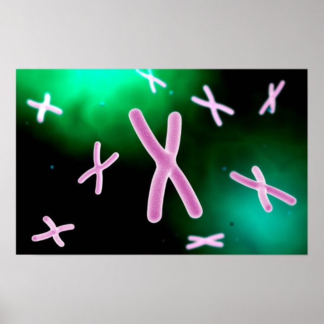 Poster Vue Microscopique Du Chromosome 2 (Devant)