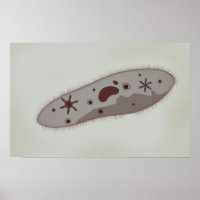 Vue Microscopique Du Paramètre 3
