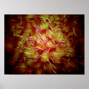 Poster Vue Microscopique Du Sperme