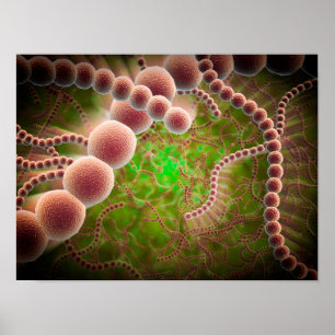 Poster Vue Microscopique Du Streptococcus Pneumoniae