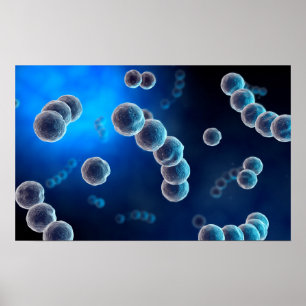 Poster Vue Microscopique Du Streptocoque 2