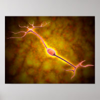Vue Microscopique D'Un Neuron Bipolaire