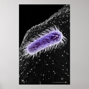Poster Vue microscopique d'une cellule hélicobacter pylor
