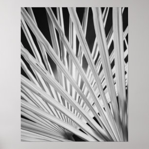 Poster Vue noir et blanc sur les frondes de palmiers