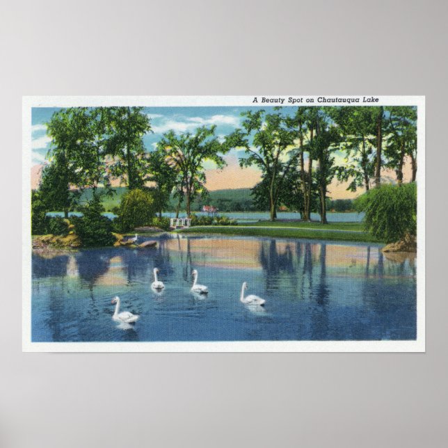 Poster Vue pittoresque des cygnes sur le lac (Devant)