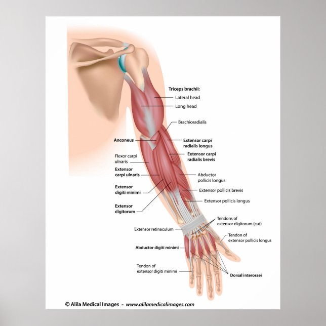 Poster Vue postérieure des muscles du bras, dessin marqué (Devant)