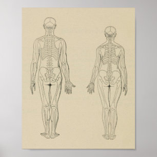 Poster Vue postérieure Squelette humain Homme Femme Impri