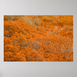 Poster Vue sur la forêt orange. Arrière - plan de feuille