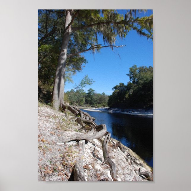 Poster Vue sur la rivière Suwannee (Devant)