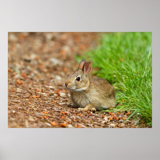 Poster WA, Redmond, East Cottontail bébé lapin (Devant)
