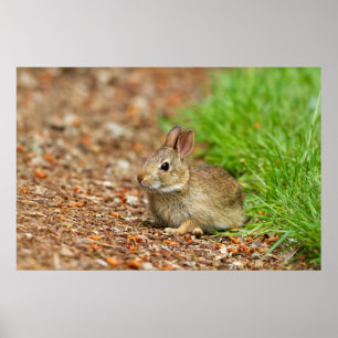 Poster WA, Redmond, lapin bébé à queue blanche