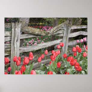 Poster WA, Skagit Valley, Roozengaarde Tulip Garden,
