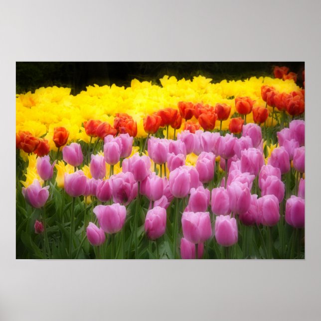 Poster WA, Skagit Valley, Roozengaarde Tulip Garden, 2 (Devant)