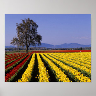 Poster WA, Skagit Valley, Skagit Valley Tulip 2