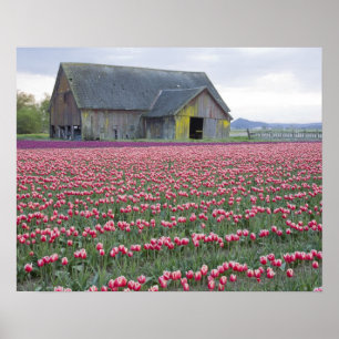 Poster WA, Skagit Valley, Tulip Field et Barn