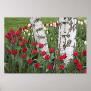 Poster WA, vallée de Skagit, jardin de tulipes Roozengaar