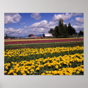 Poster WA, Vallée de Skagit, Tulipe de la vallée de Skagi