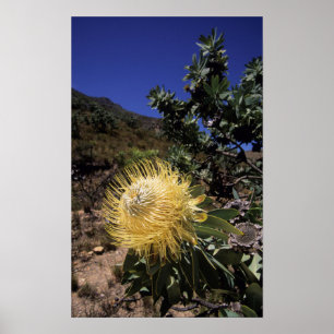 Poster Waboom Protea (Protea Nitidia), Langeberg