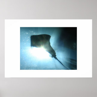Poster Waikiki Stingray