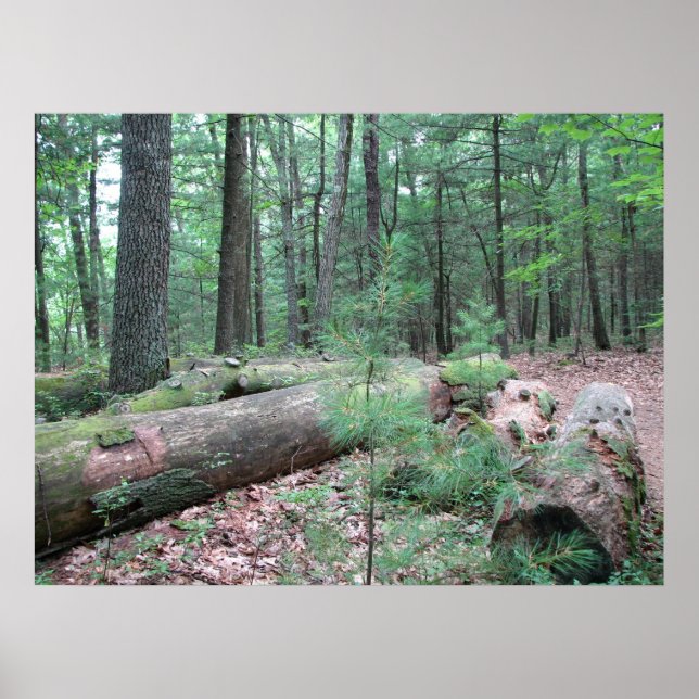 Poster Walden Forest (Devant)