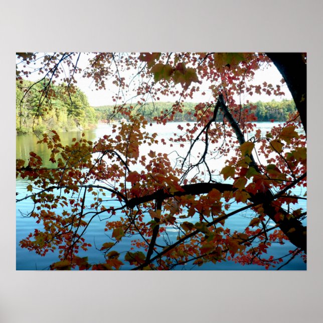 Poster Walden Pond à travers les feuilles d'automne (Devant)