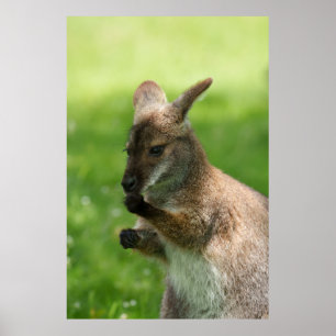 Poster Wallaby de Bennett
