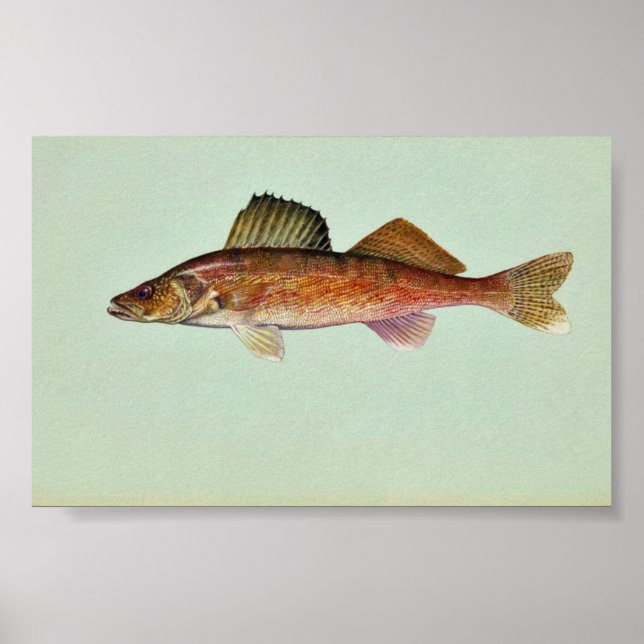 Poster Walleye (Devant)