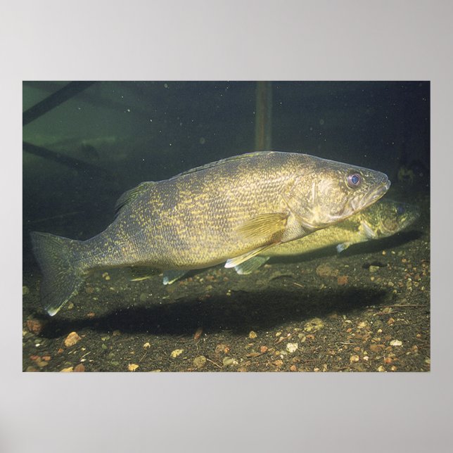 Poster Walleye in Tank Print (Devant)