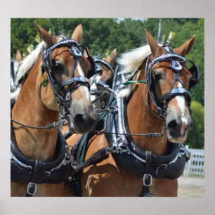 Poster Walnut Hill Carriage Driving Horse Show