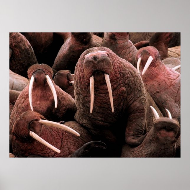 Poster Walrus (Devant)